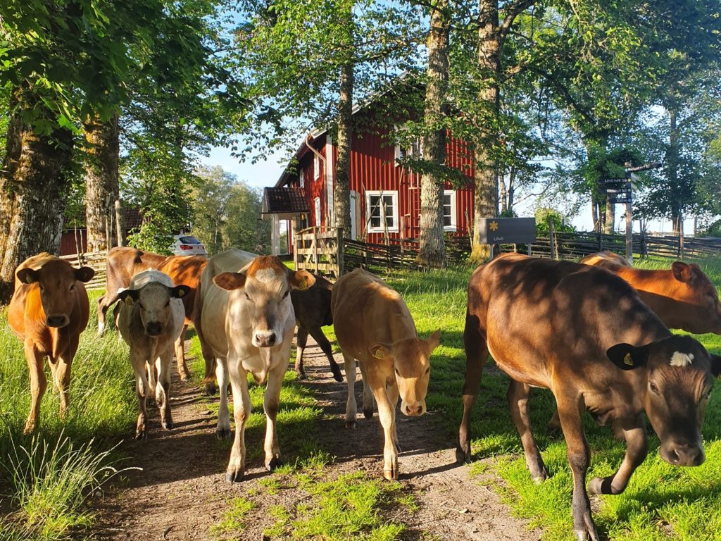 Kossor framför rött hus.